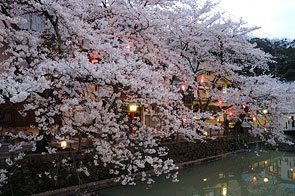 城崎温泉の春：木屋町の桜並木